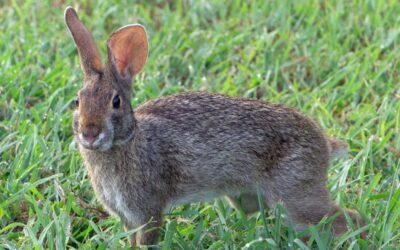 La Junta adopta medidas cinegéticas excepcionales por daños de conejos silvestres en La Victoria